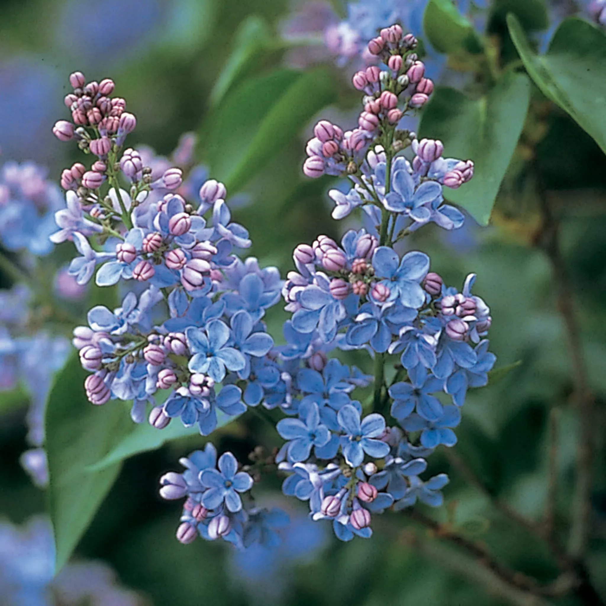 Lilac, Dwarf, Wonderblue