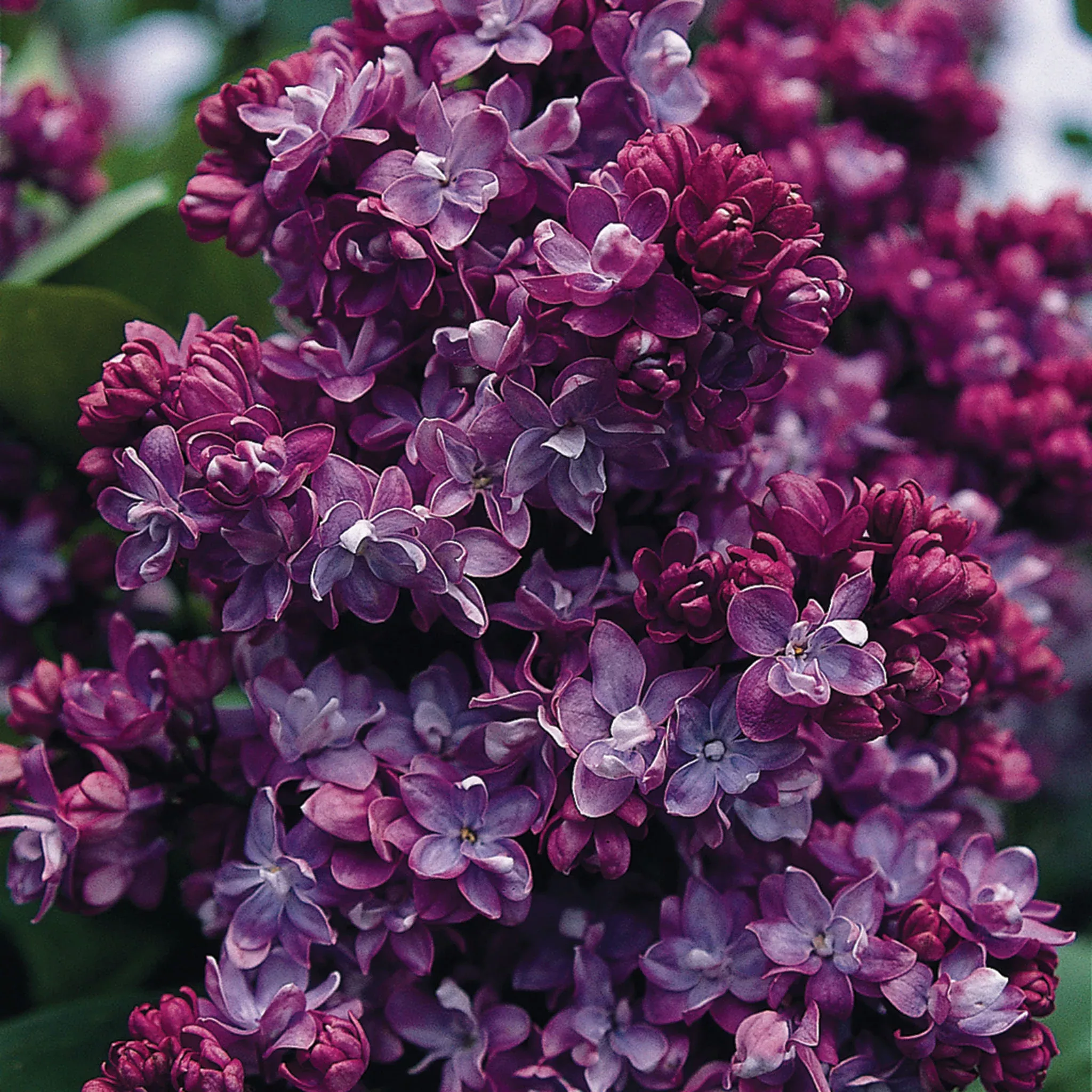 Lilac, French, Paul Thirion