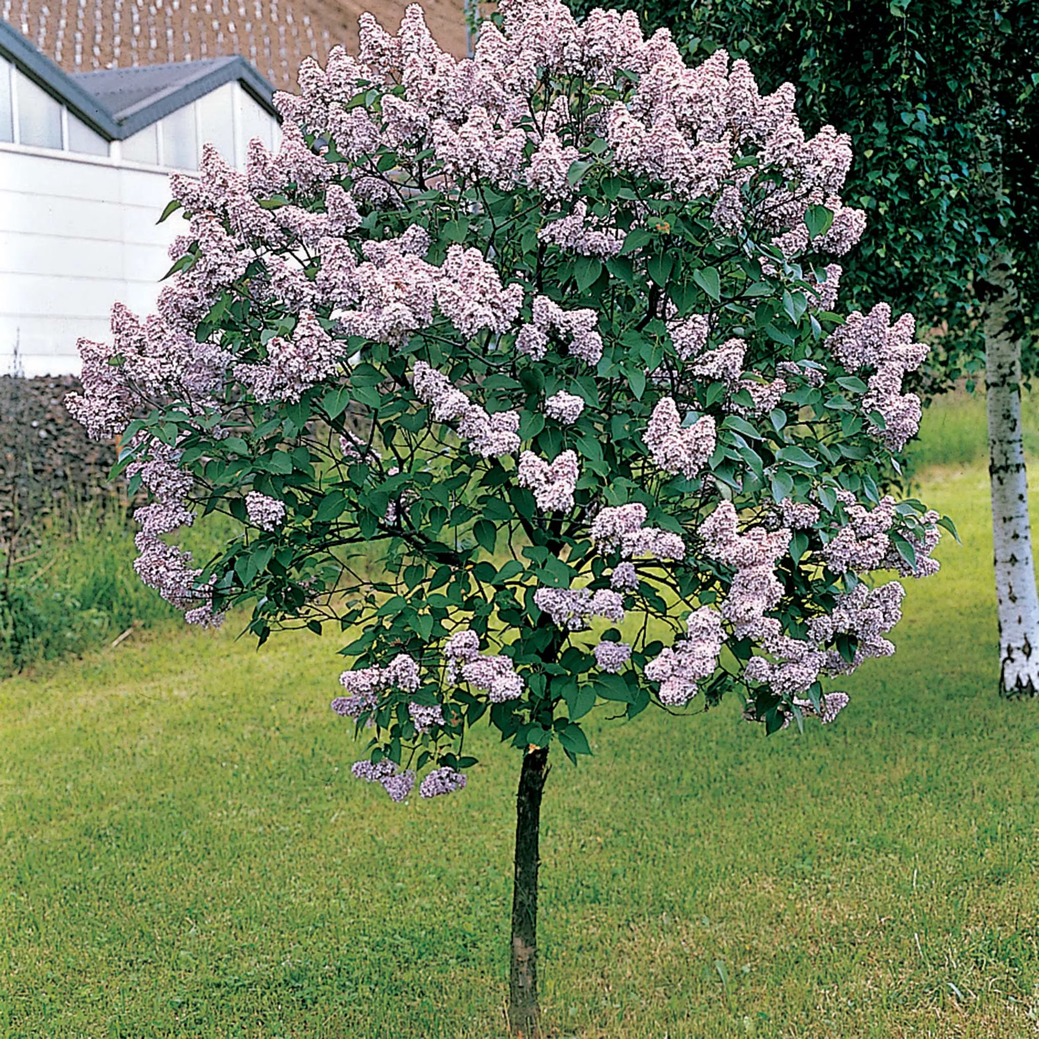 Lilac, Tree, Canada Gem
