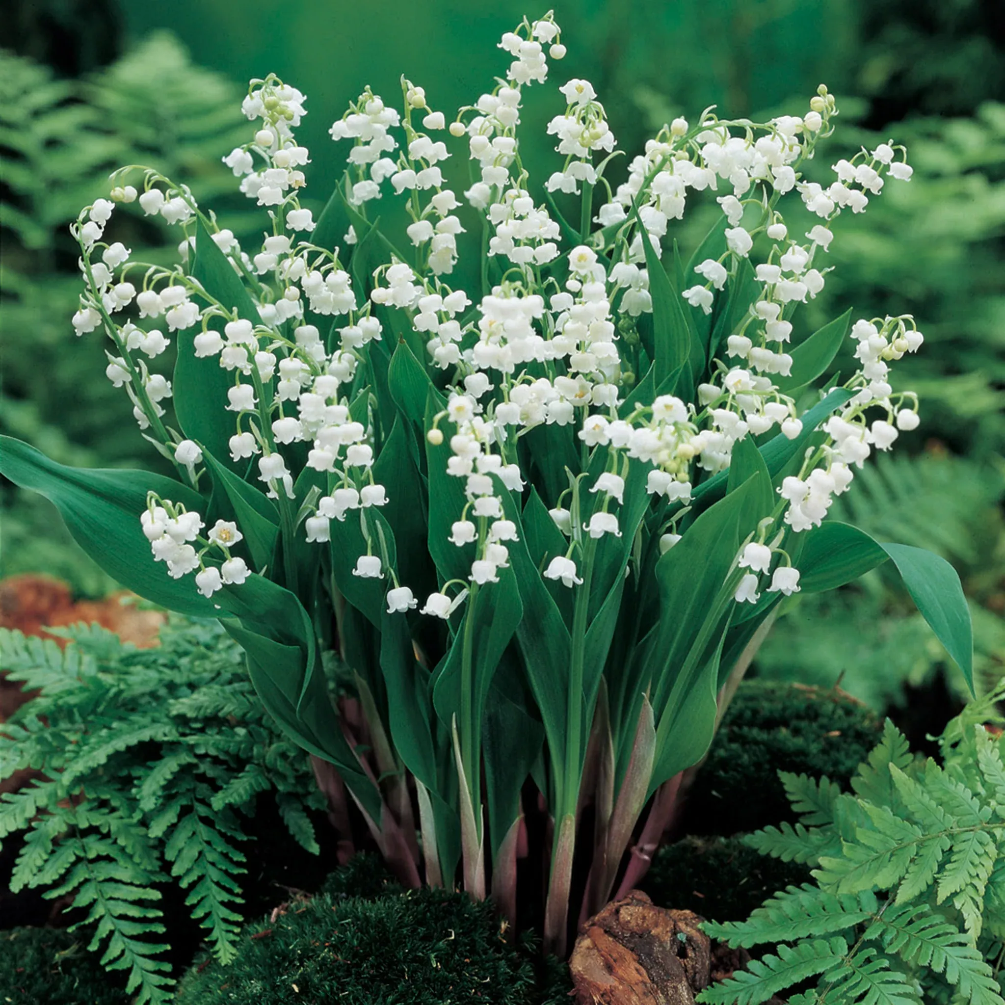 Lily of the Valley, White, 10 Pack