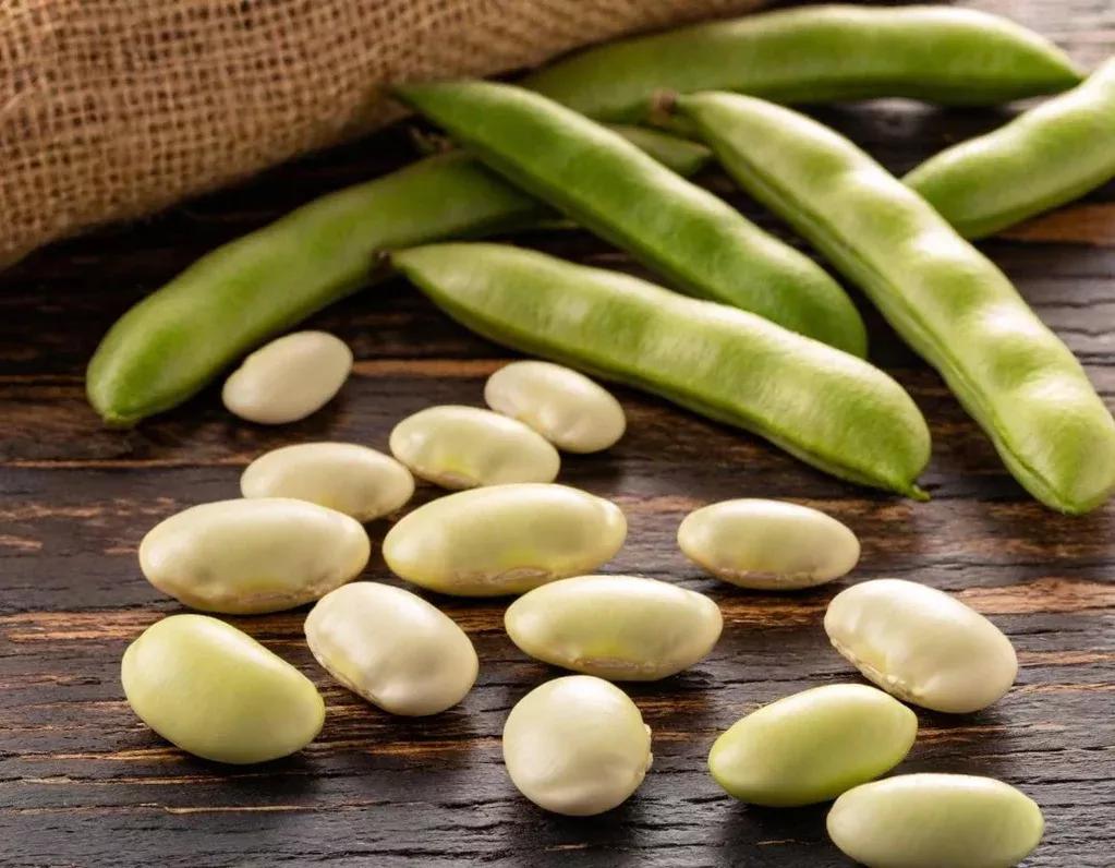 Lima Beans