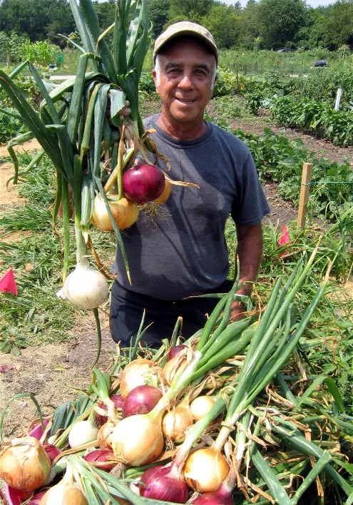 Long Day Sampler Onion Plants