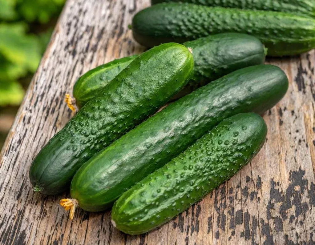 Long Green Improved Cucumber
