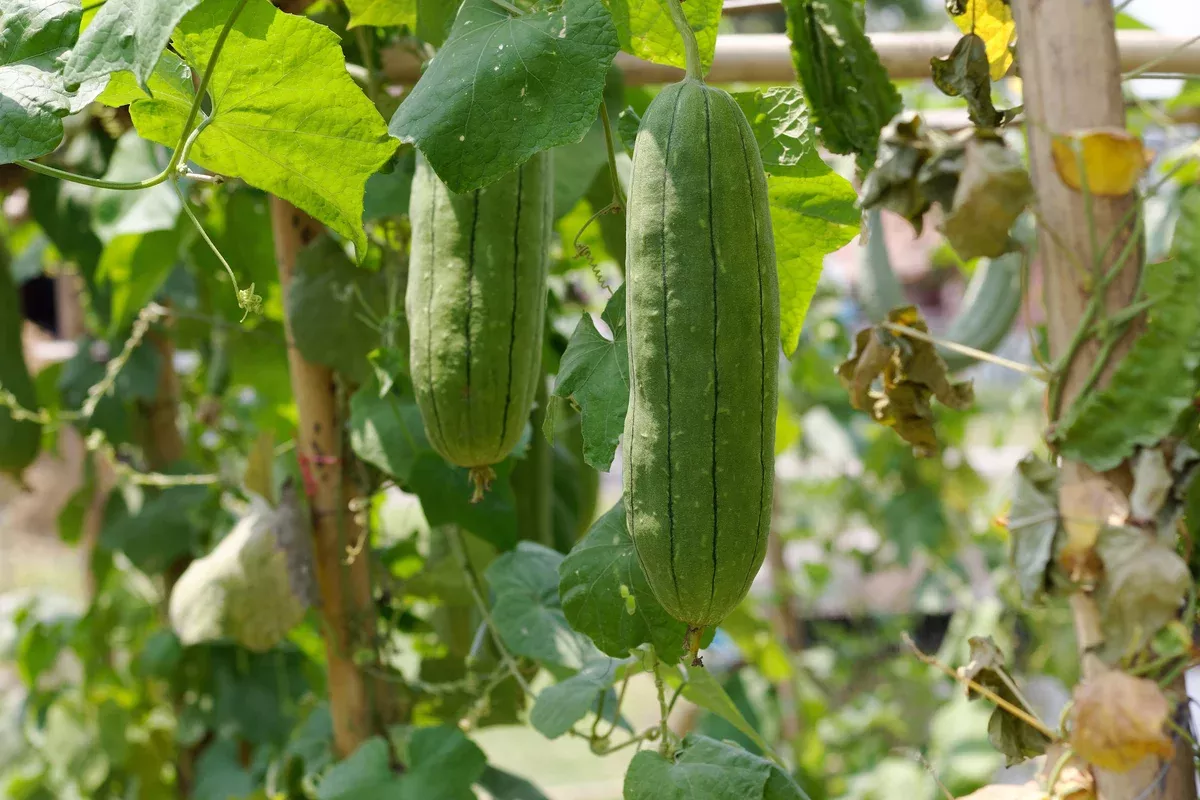 Luffa Gourd