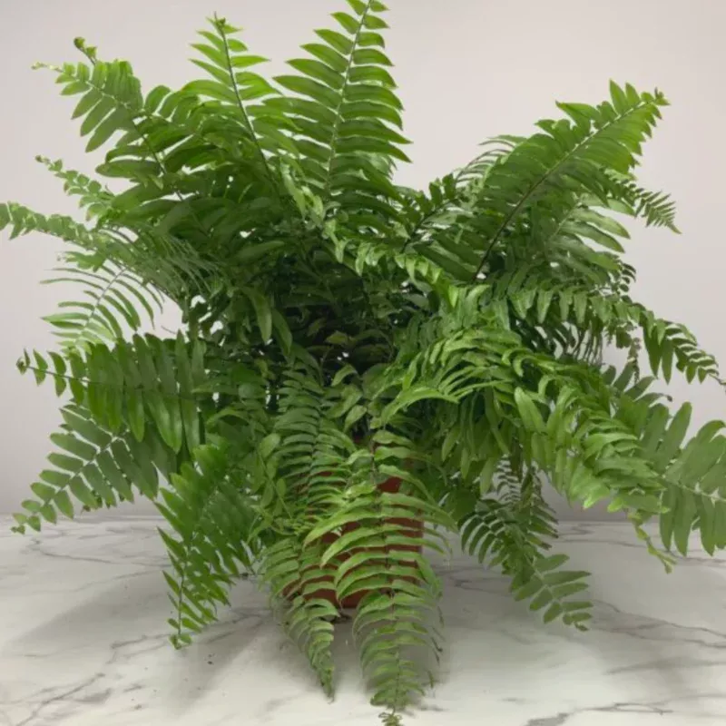Macho Fern