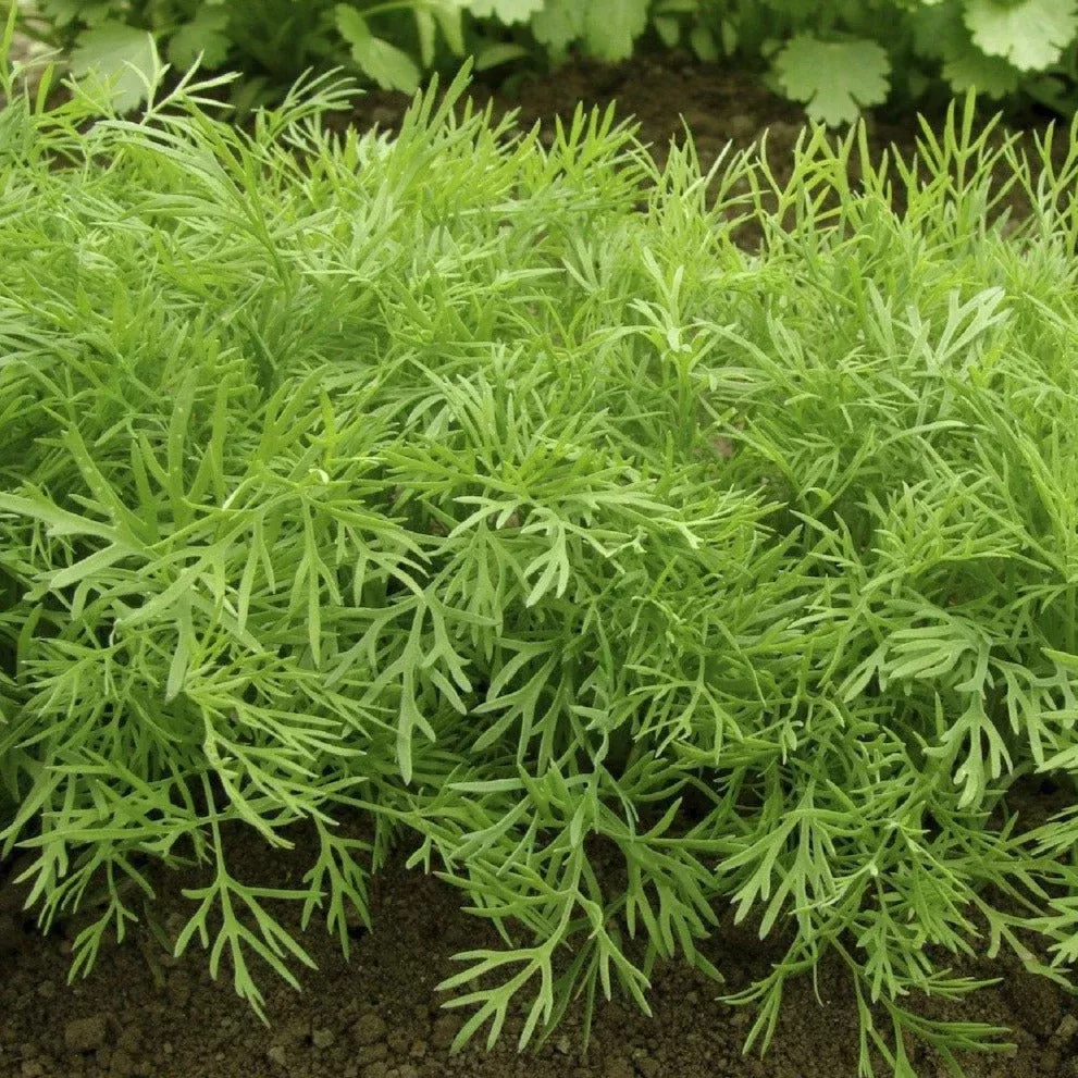 Mammoth Long Island Dill