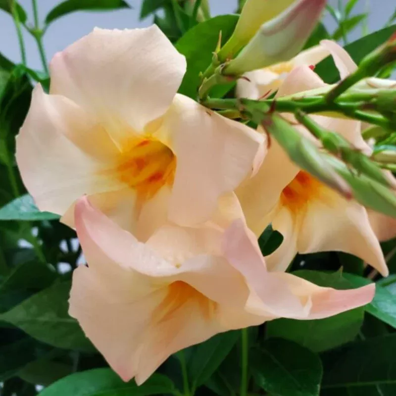 Mandevilla Trellis Sizes