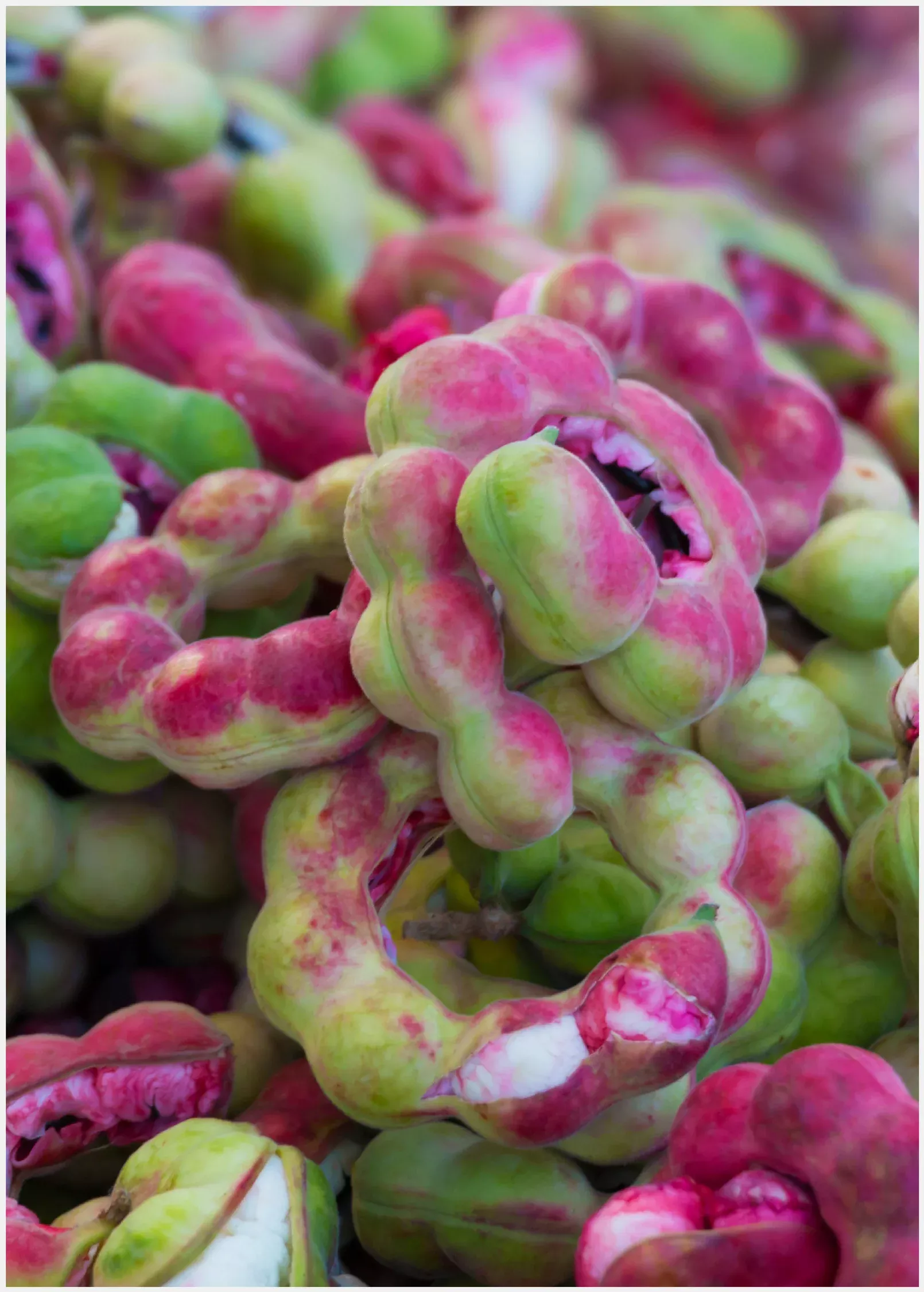 Manila Tamarind, Camachile (Pithecellobium dulce)