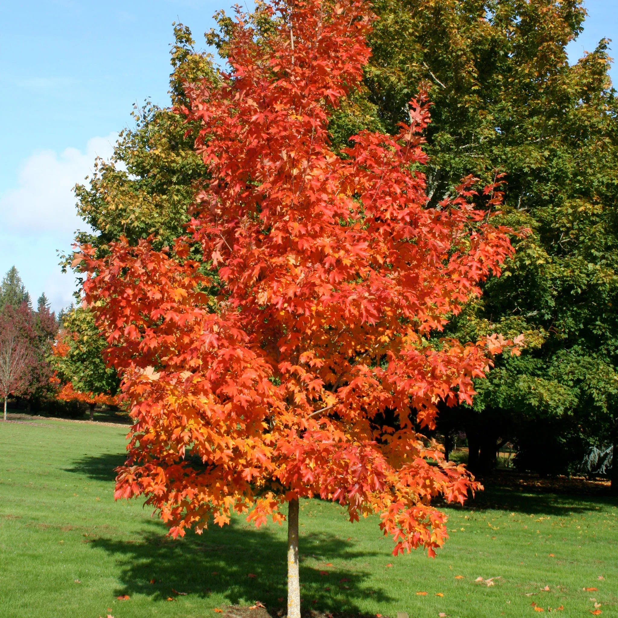 Maple, Sugar, Fall Fiesta
