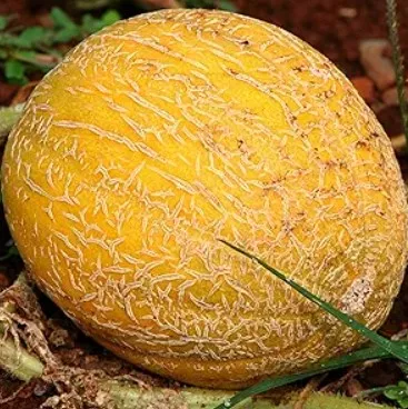 Melon Ananas Organic