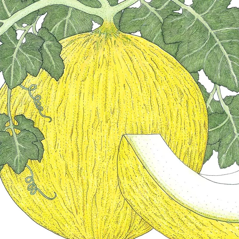 Melon Casaba Sungold Organic