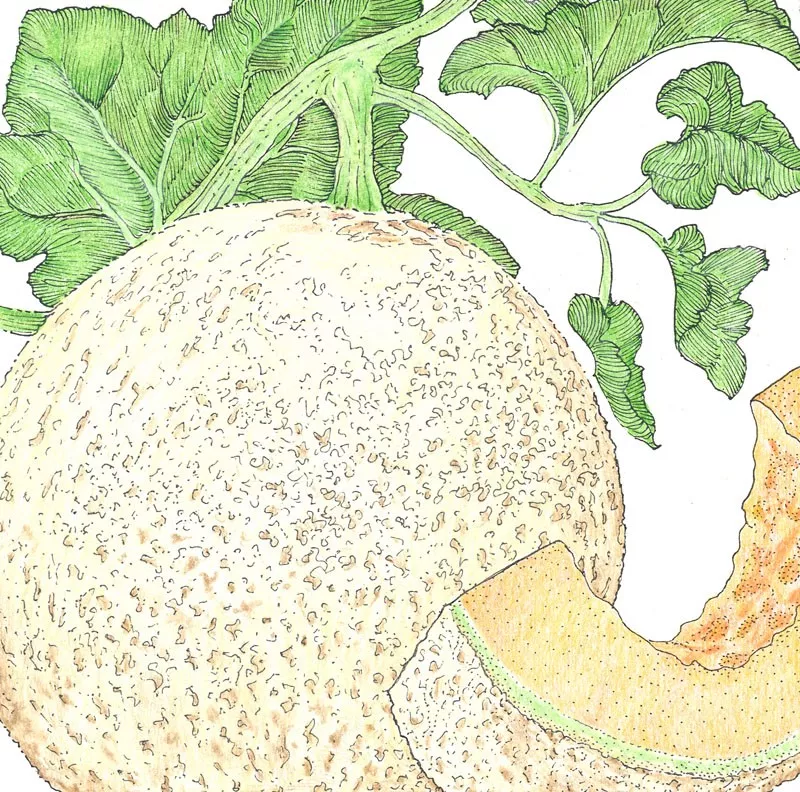Melon Honeyrock
