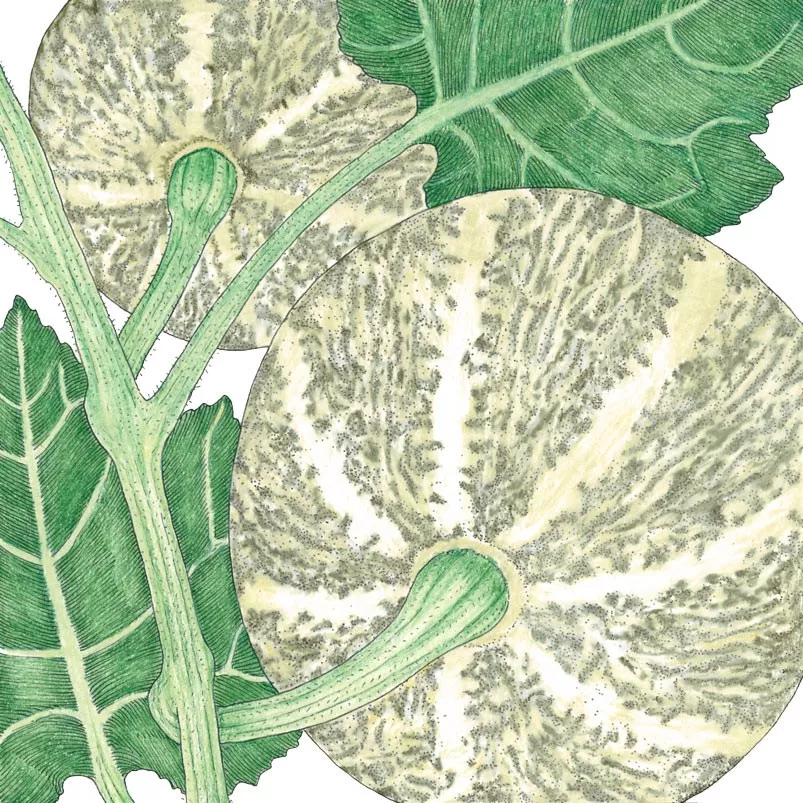 Melon Sierra Gold Organic