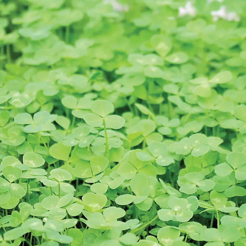 Microclover Clover