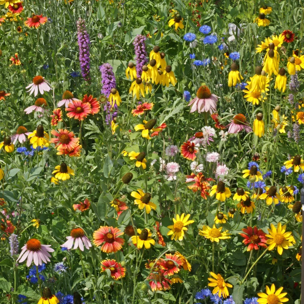 Midwest Wildflower Mix
