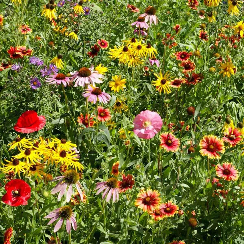 Midwest Wildflower Seed Mix