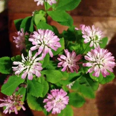 Mihi Persian Clover