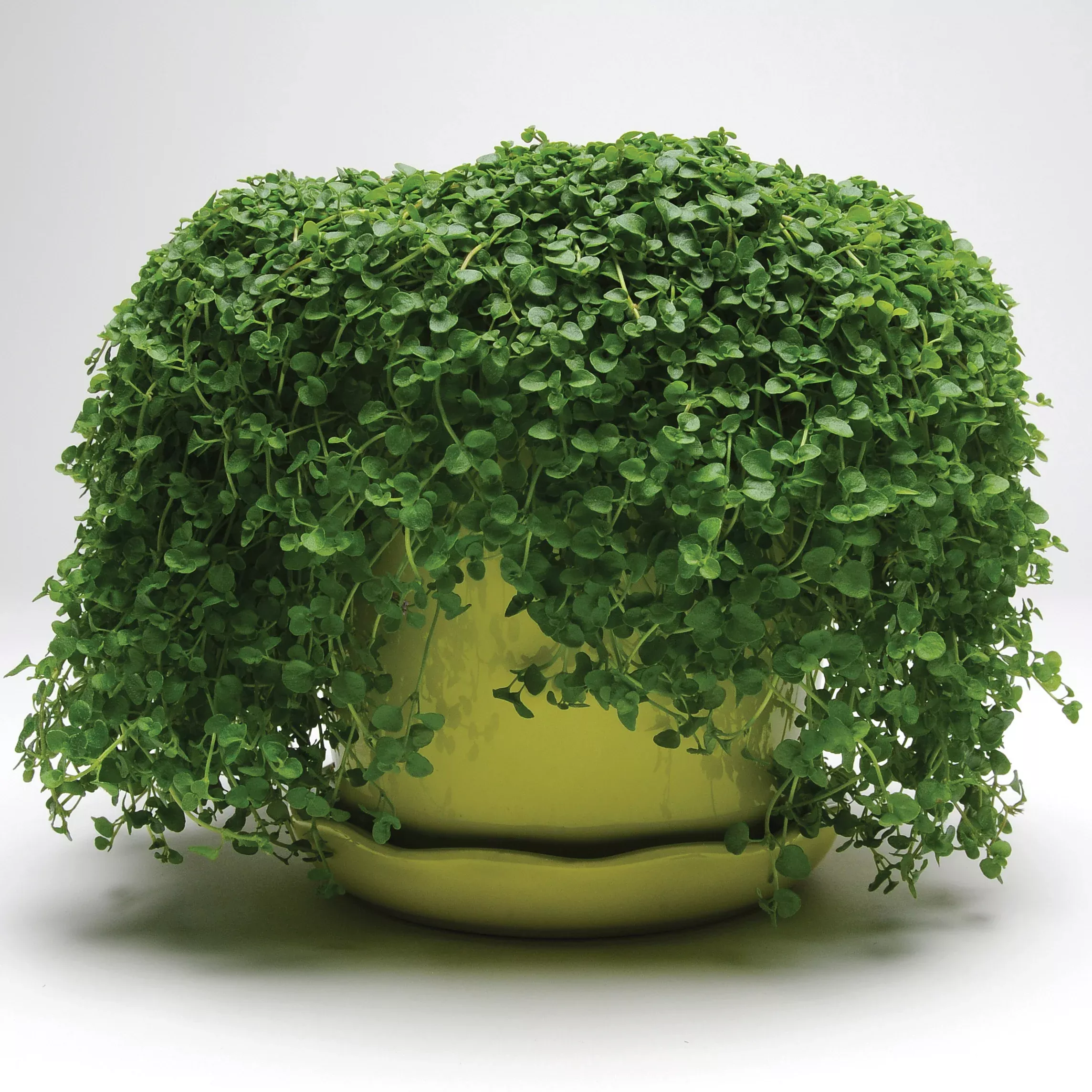 Mini Mint