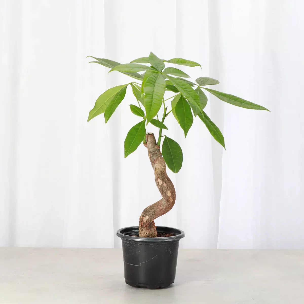 Money Tree