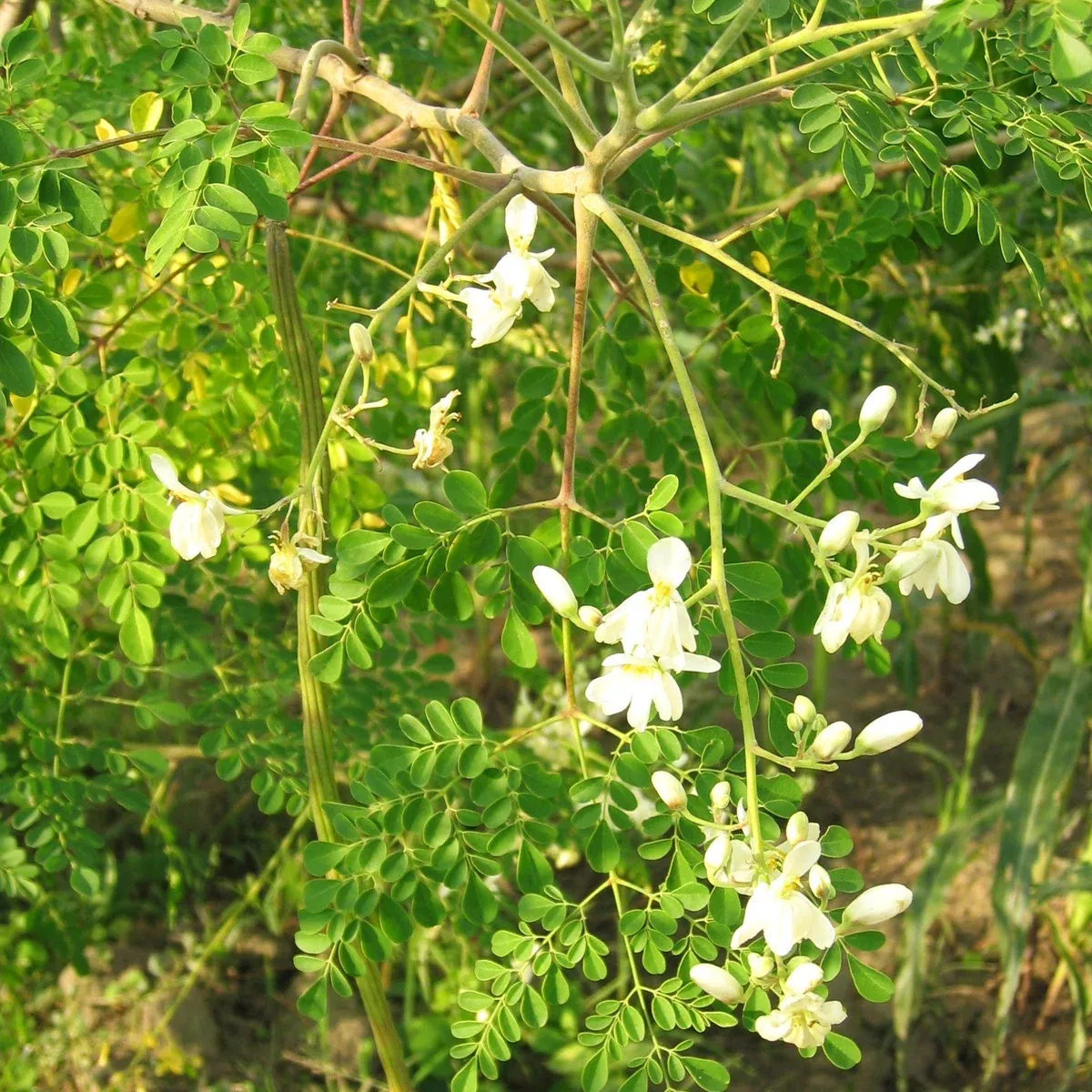 Moringa (Drumstrick Tree)