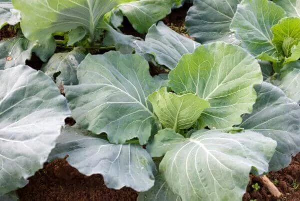 Morris Heading Collard