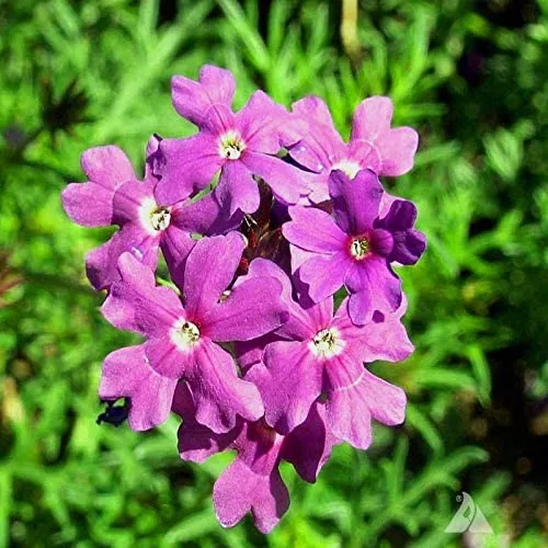Moss Verbena