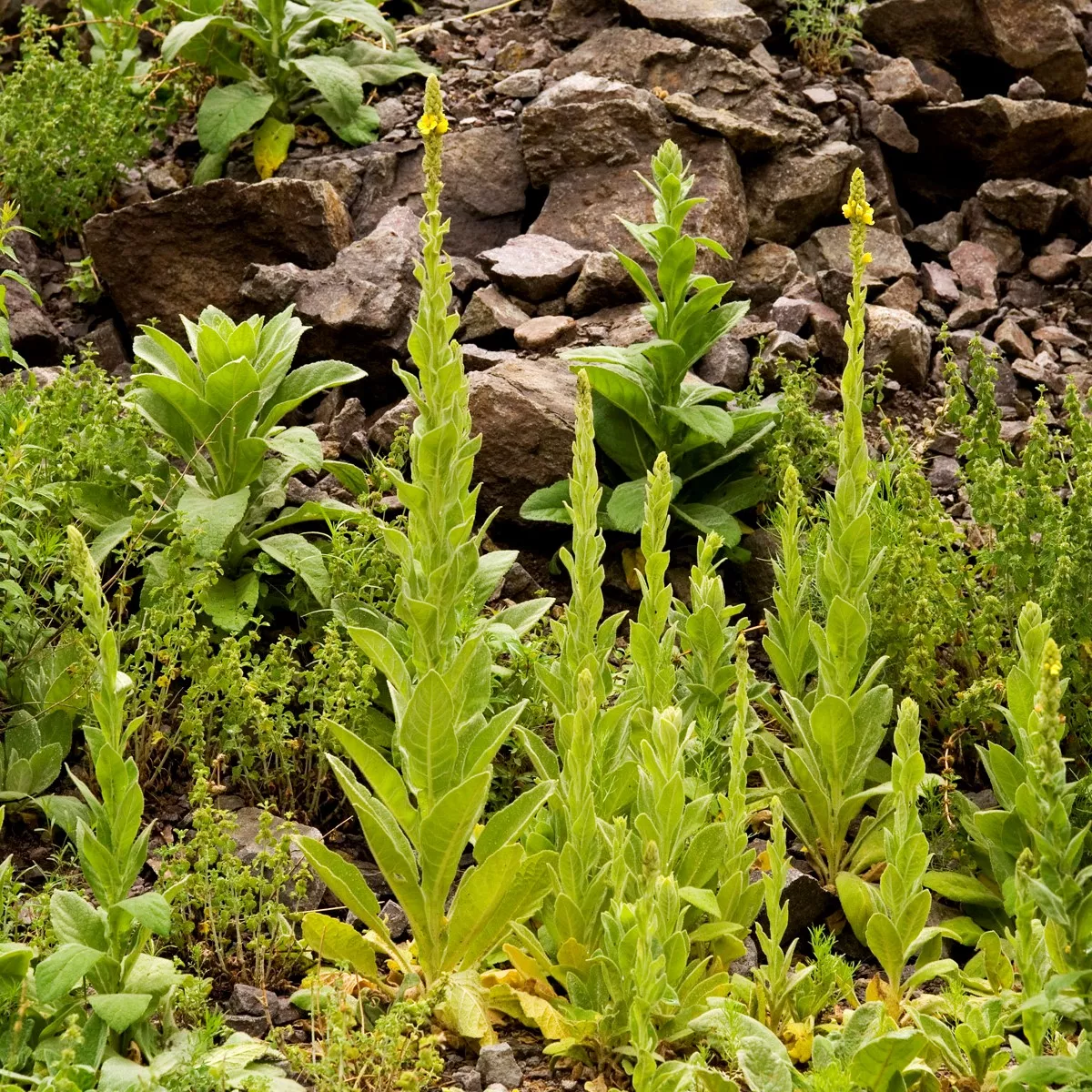 Mullein Common