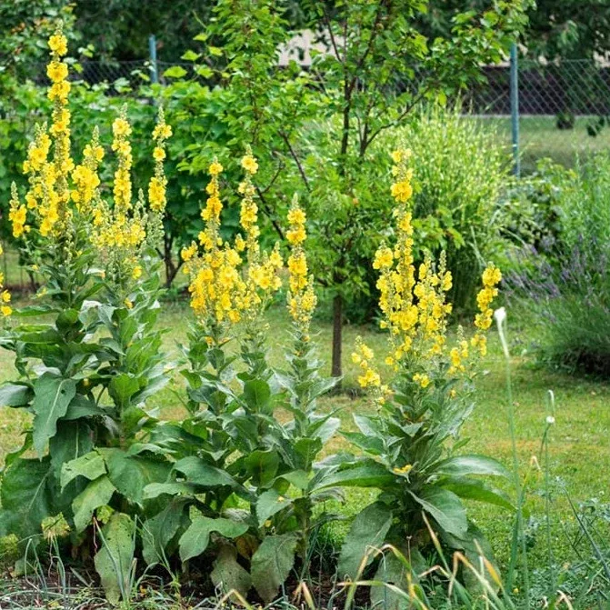 Mullein