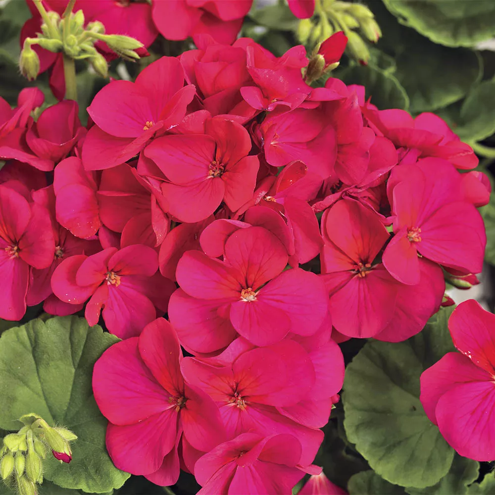 Multibloom Violet