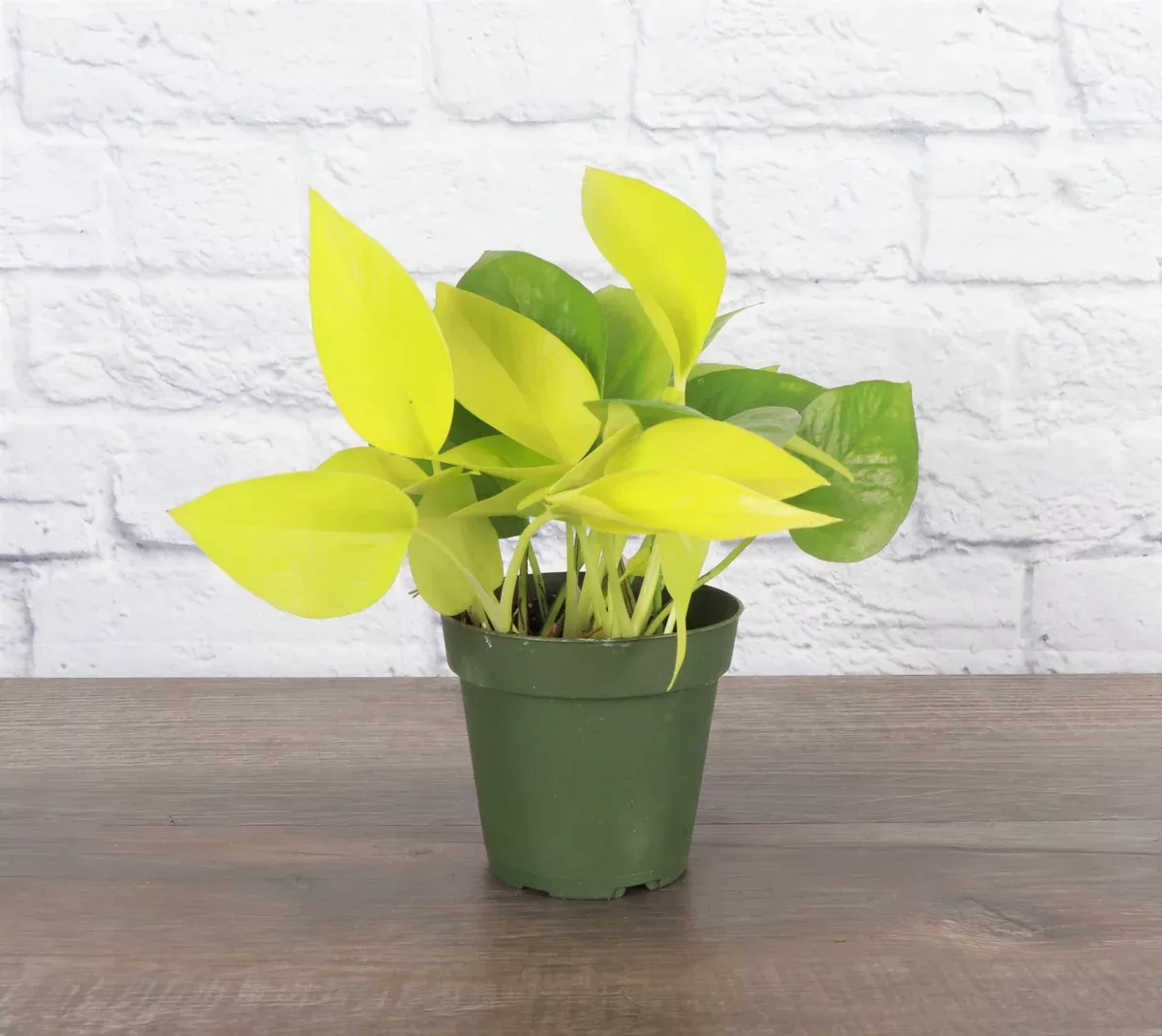 Neon Pothos Plant