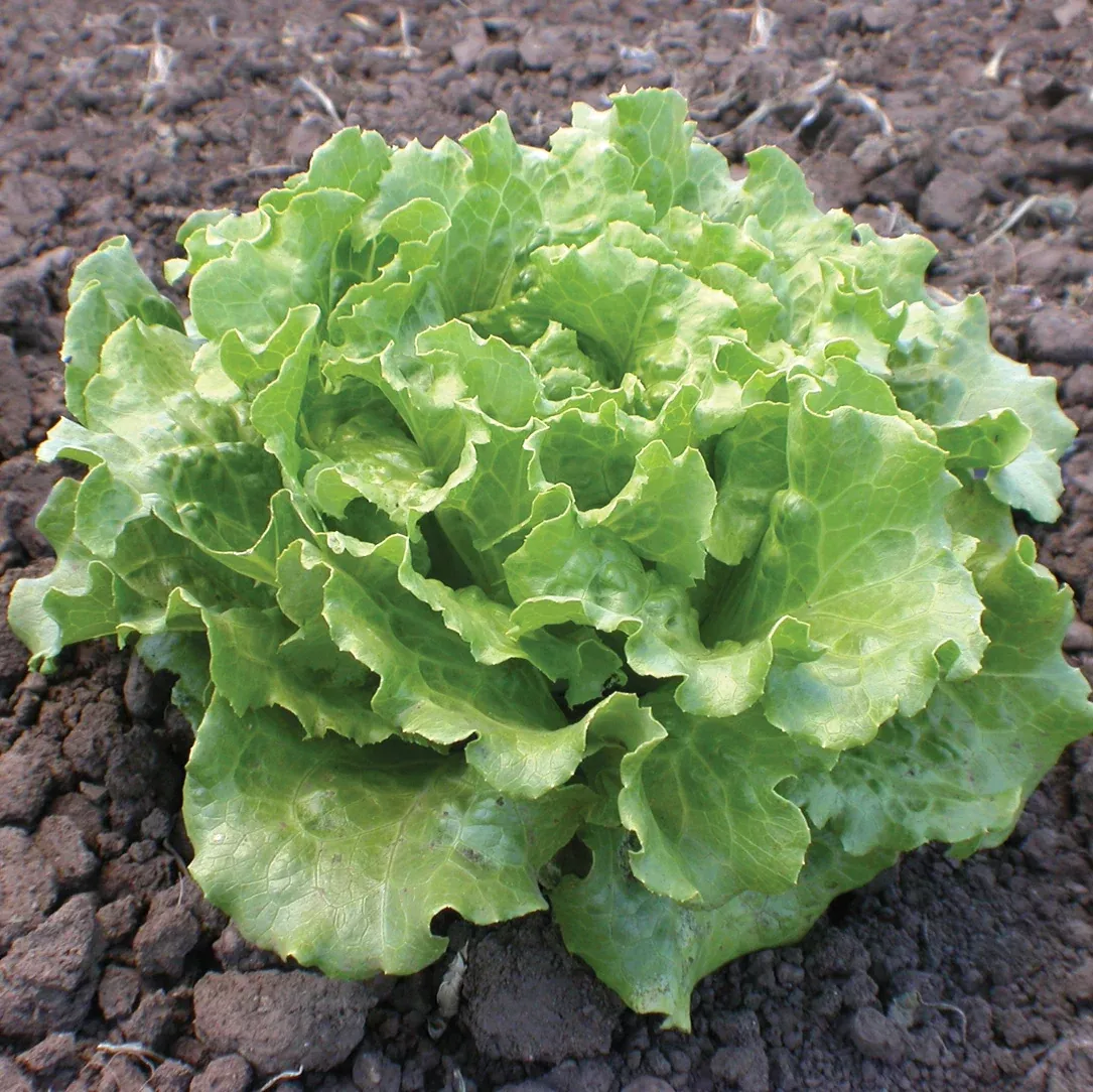 Nevada Lettuce