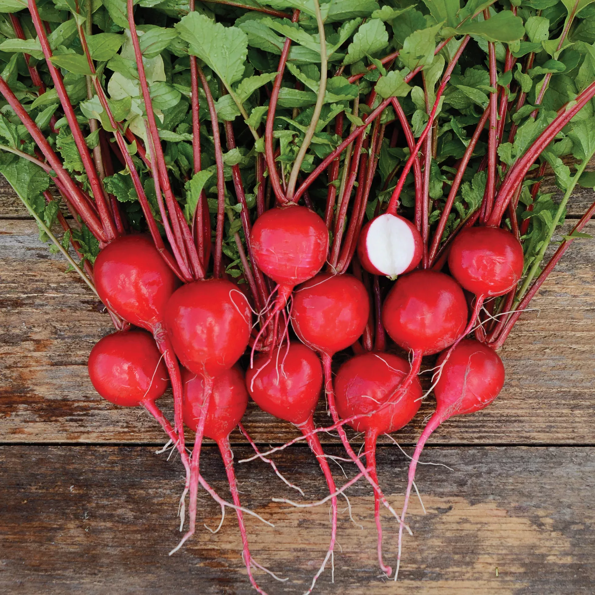 Nile Radish