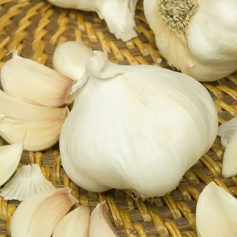Nootka Rose Softneck Garlic