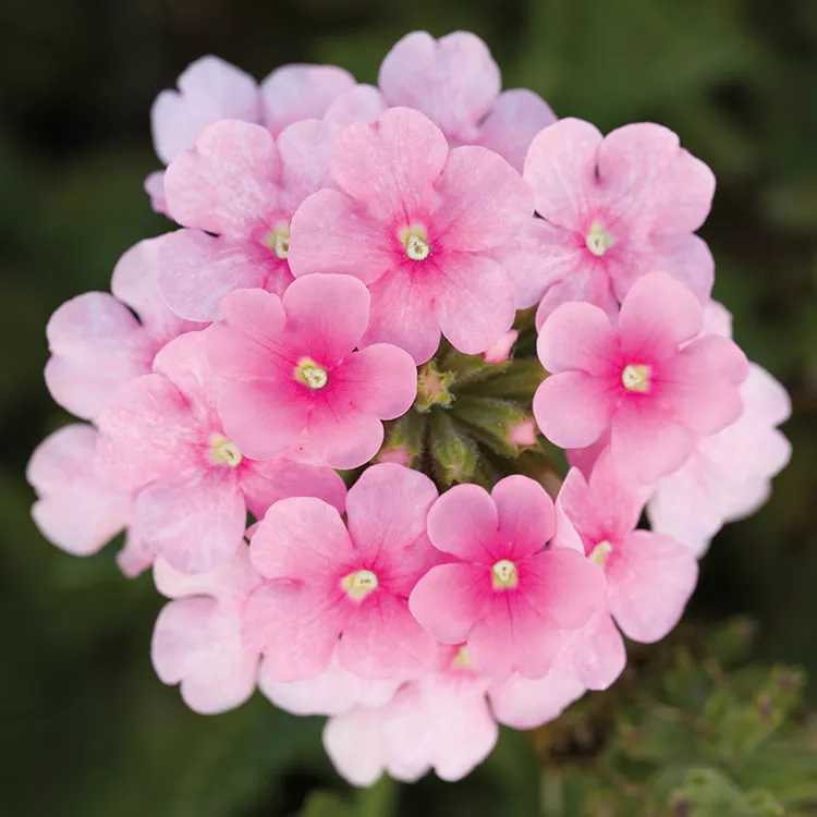 Obsession Cascade Pink Shades