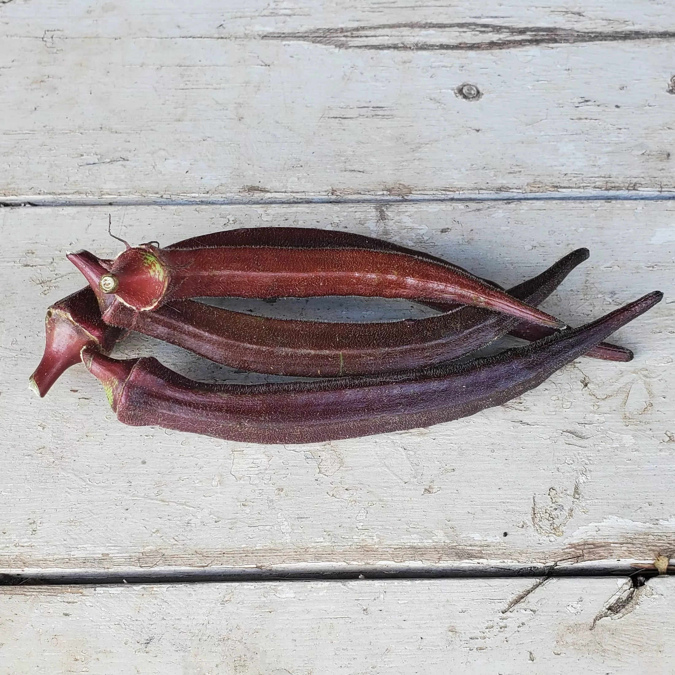 Okra Burgundy