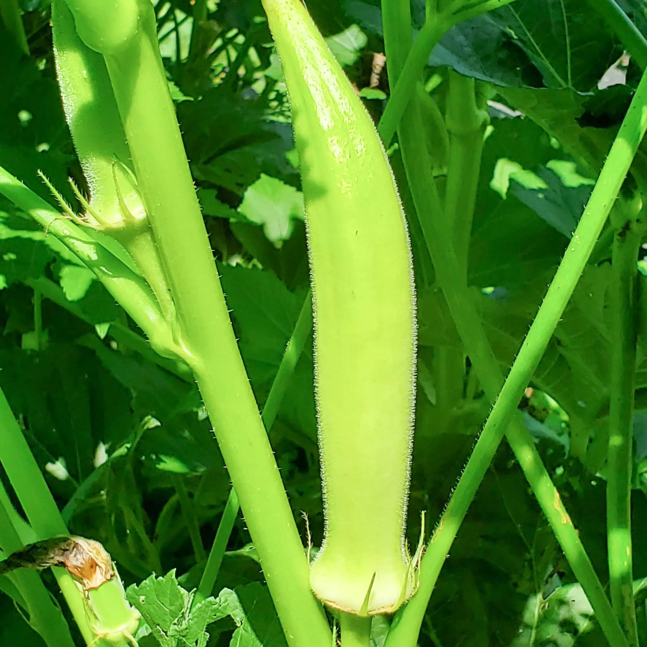Okra Silver Queen