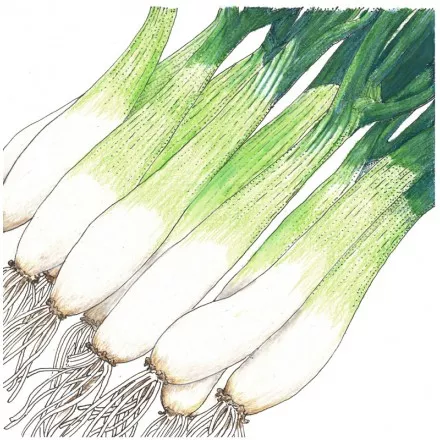 Onion Tokyo White Bunching Organic