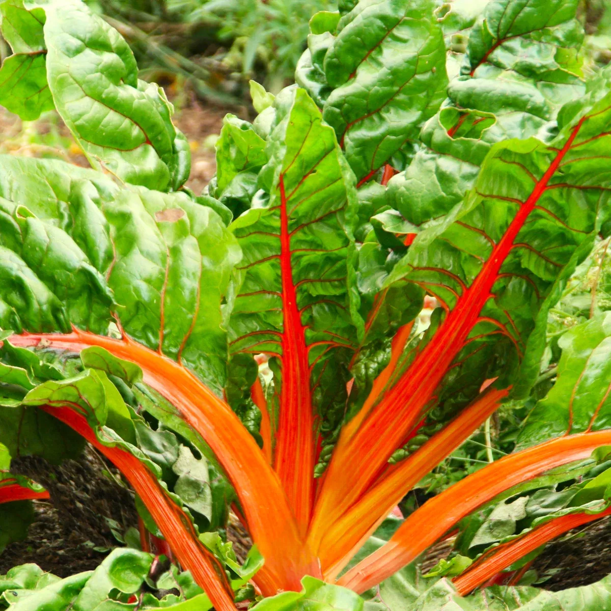 Orange Glory Swiss Chard
