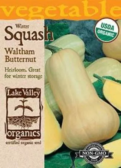 Organic Squash Winter Waltham Butternut Heirloom