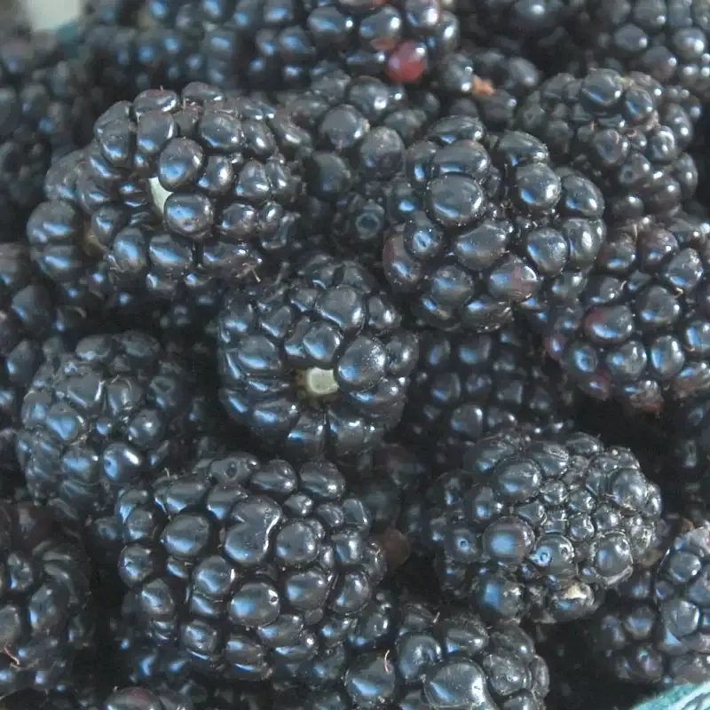 Ouachita Blackberry