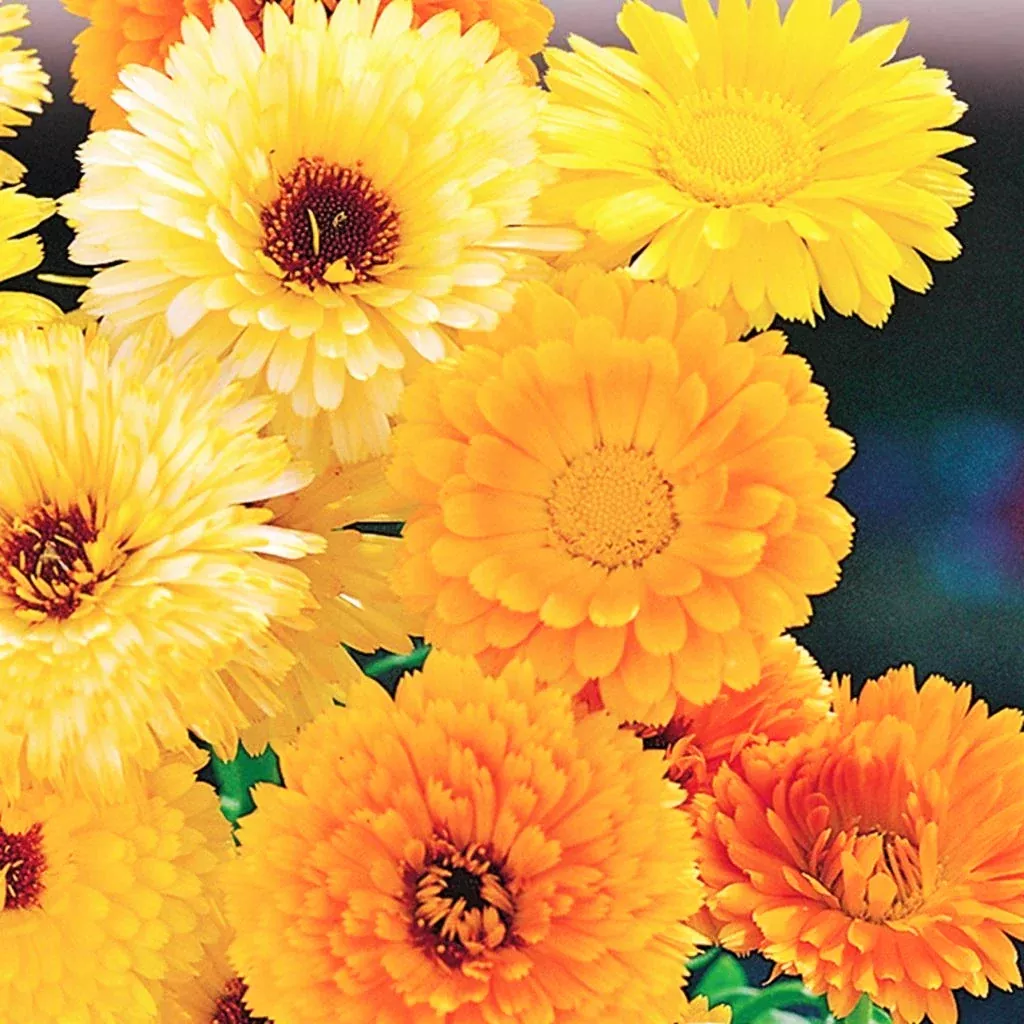 Pacific Beauty Mix Calendula