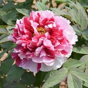 Paeonia_Tree_Royal Elegance