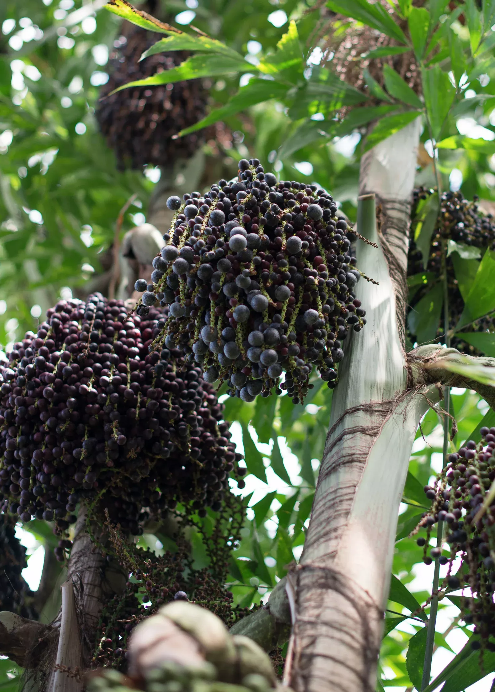 Açaí Palm, Para Dwarf (Euterpe oleracea)