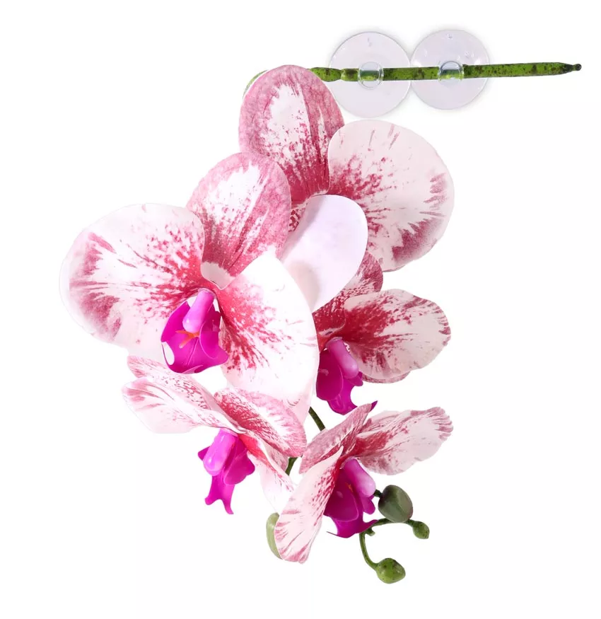 Pangea Hanging Orchids White