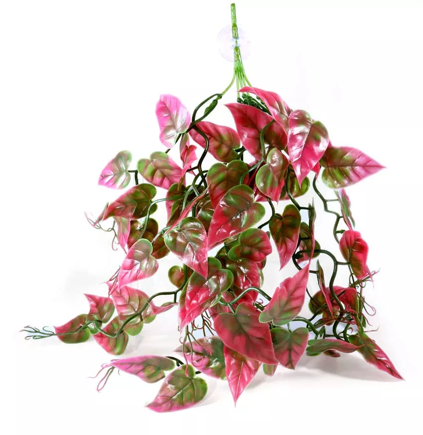 Pangea Plants Red