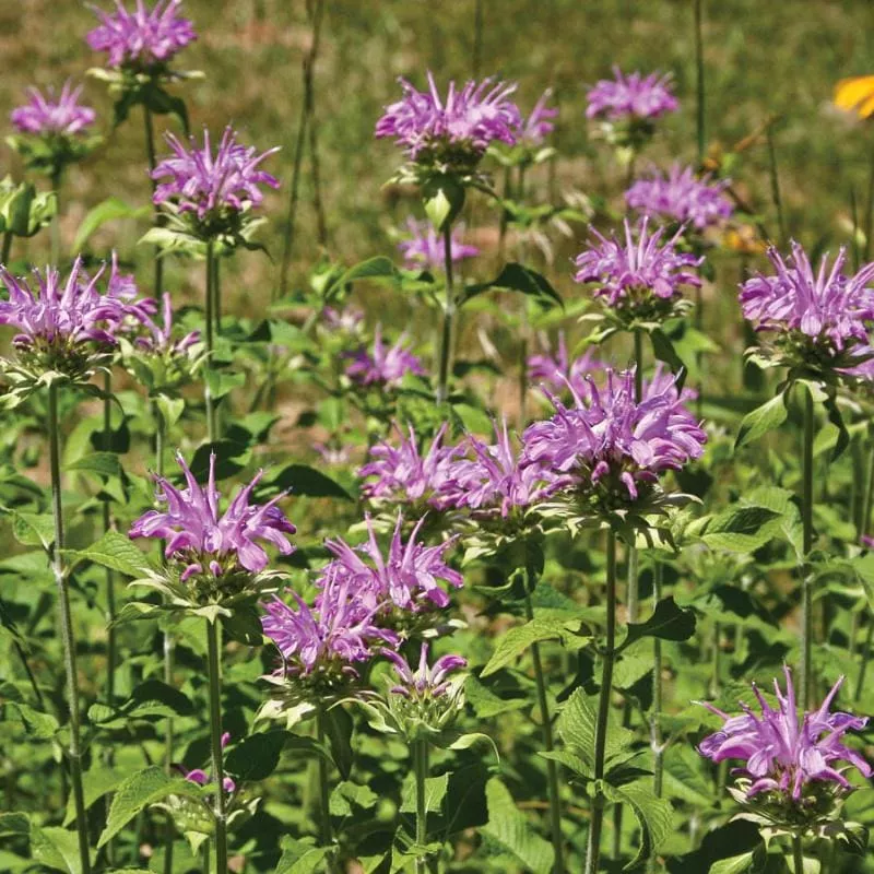 Panorama Mix Monarda