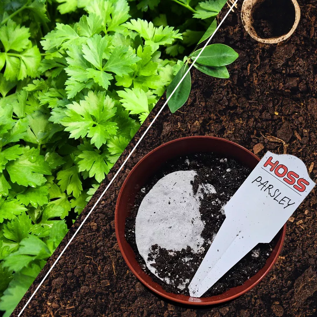 Parsley Seed Disk