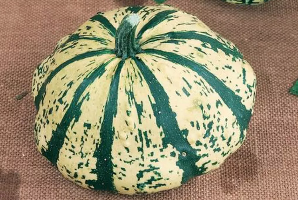 Partial Eclipse Hybrid Squash F1