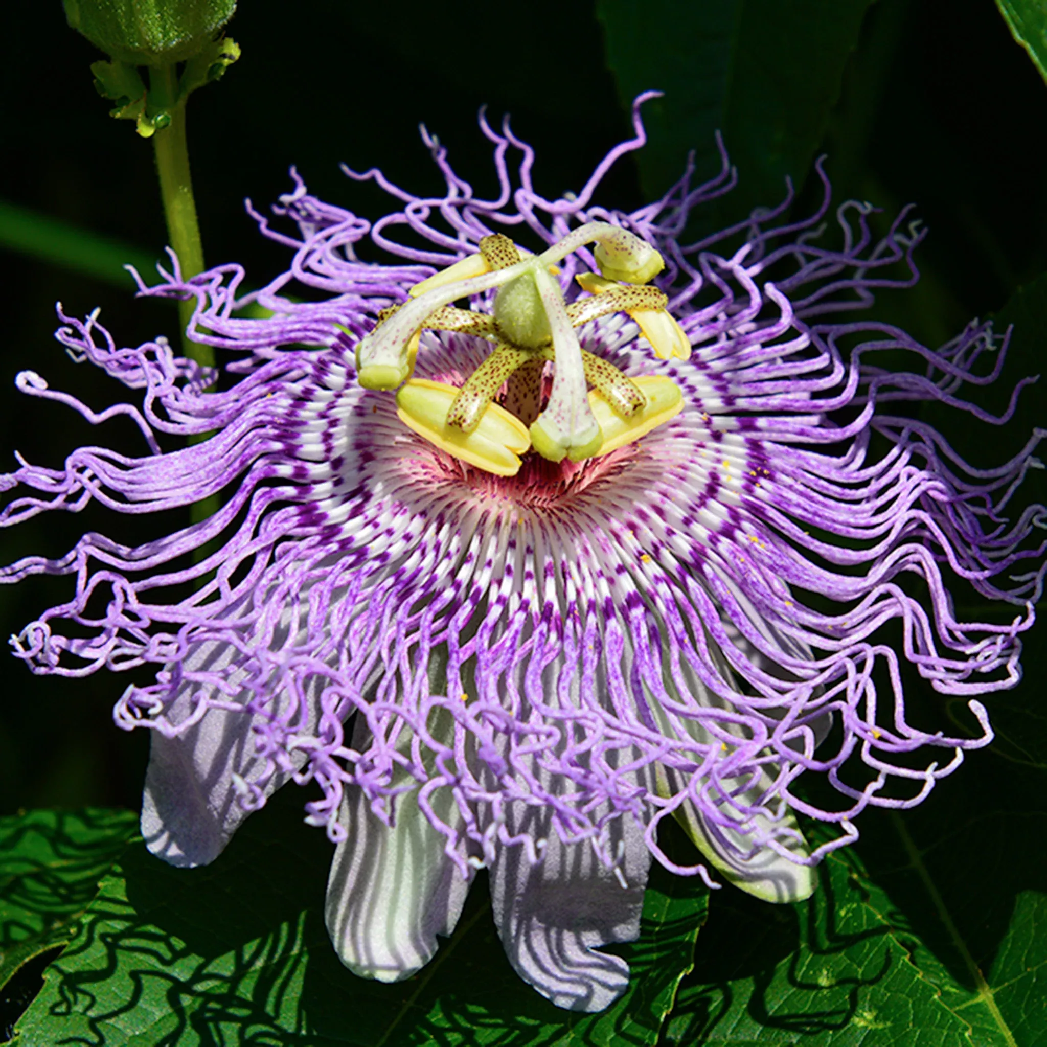 Passionflower, Maypop
