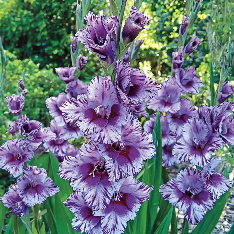 Passos Gladiolus